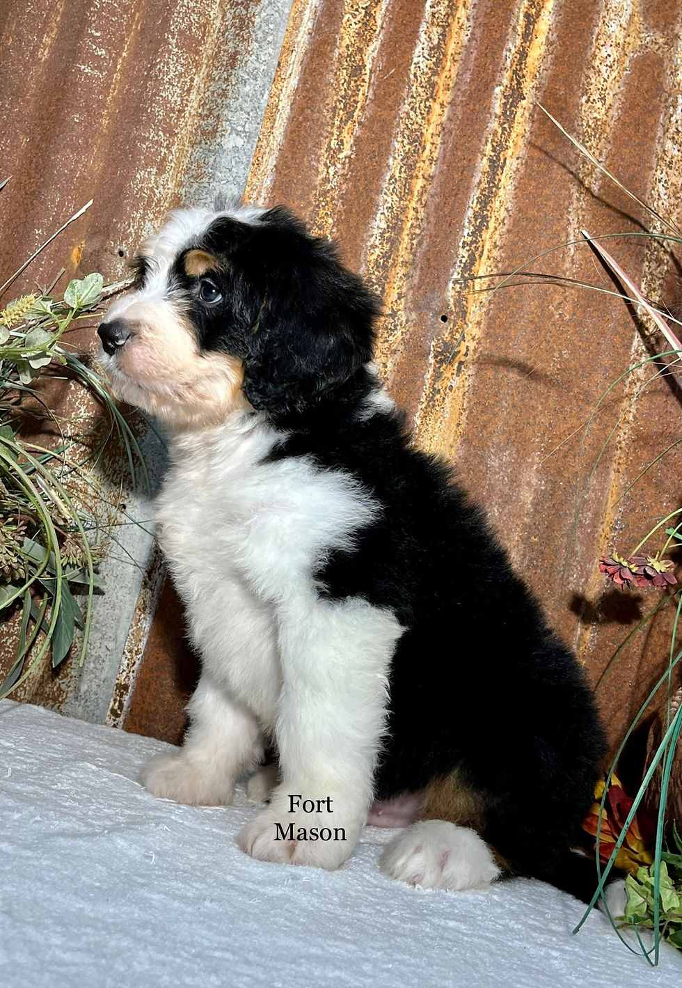 Thumbnail: Sherman (Reserved)