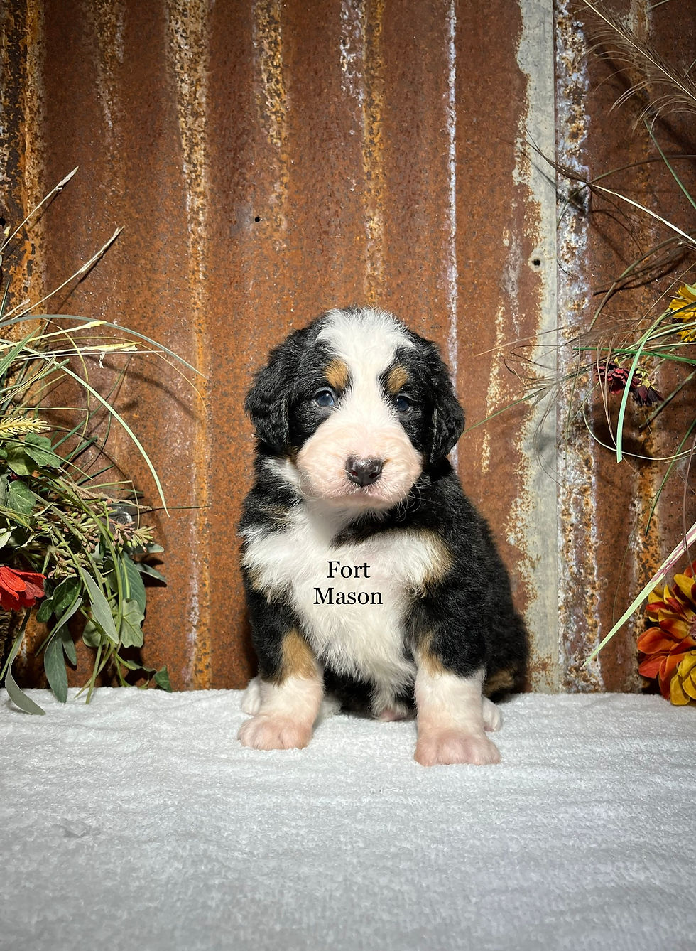 Thumbnail: Oscar (Reserved)