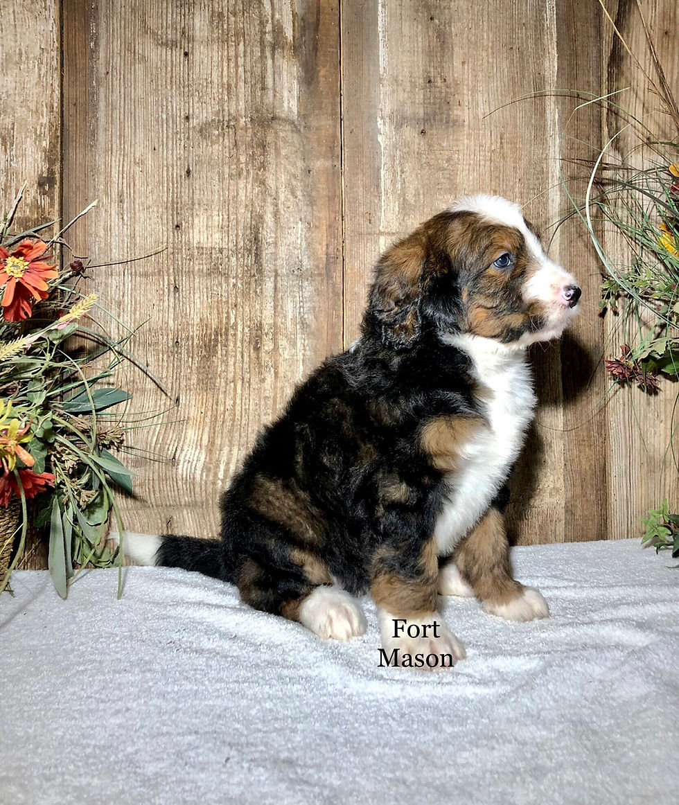 Thumbnail: Leona (Reserved)