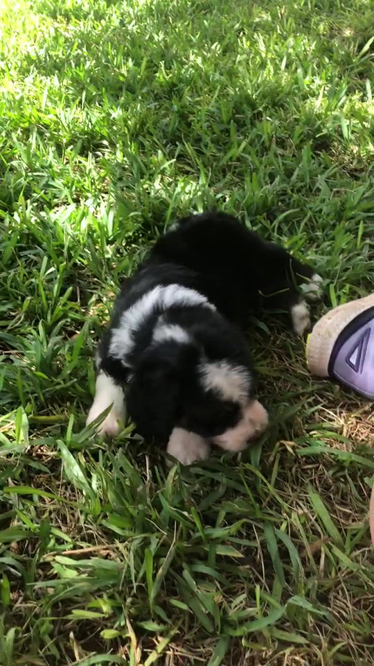 Thumbnail: Gizmo (Reserved)