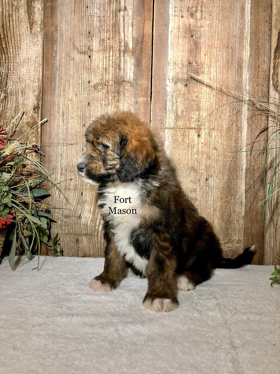 Thumbnail: Maverick (Reserved)