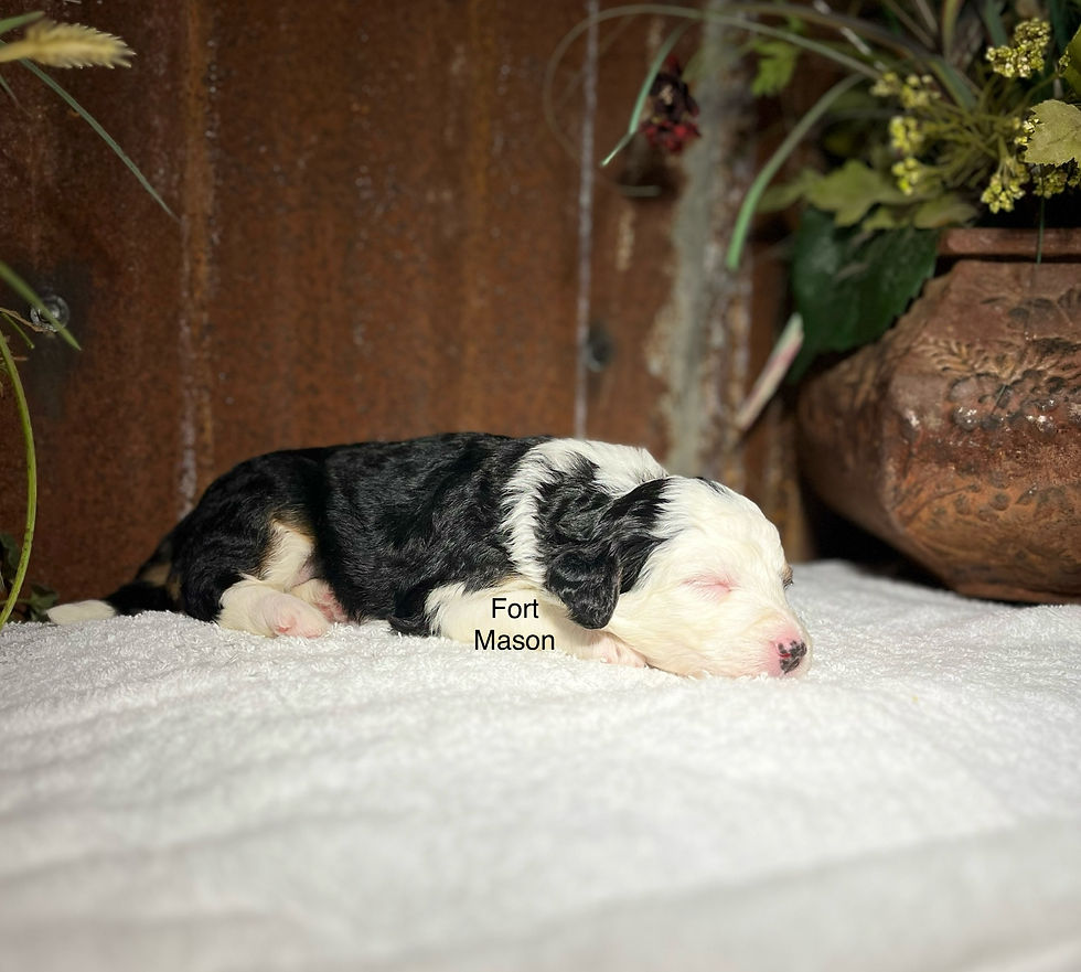 Thumbnail: Roxie (Reserved)