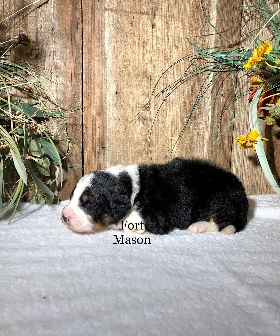 Thumbnail: Caesar (Reserved)