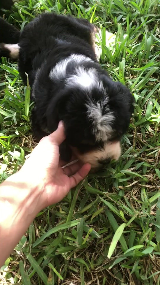 Thumbnail: Gertie (Reserved)