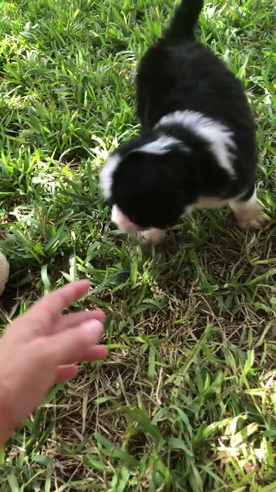 Thumbnail: Gizmo (Reserved)