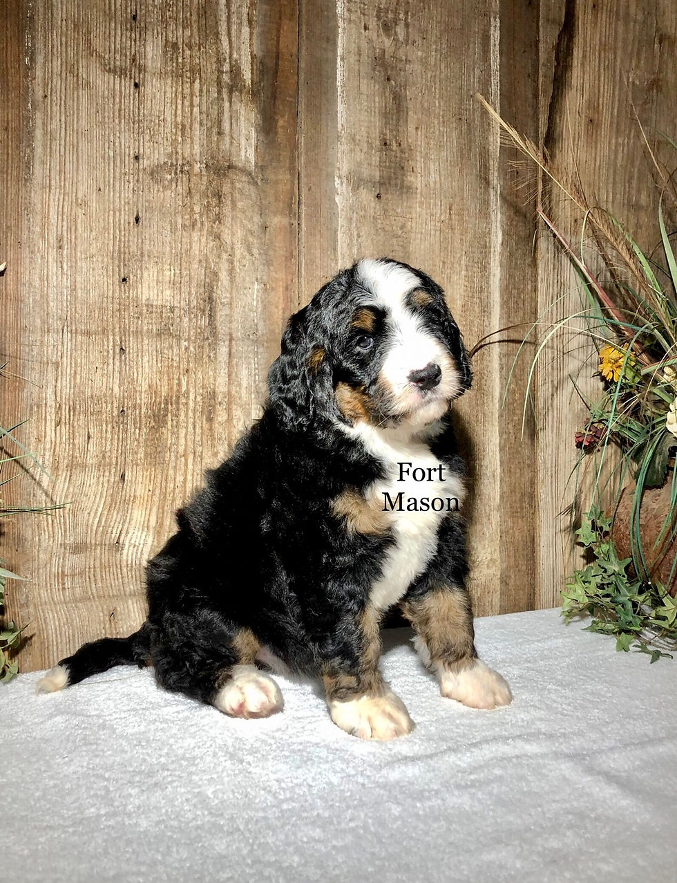 Thumbnail: Kassie (Reserved)