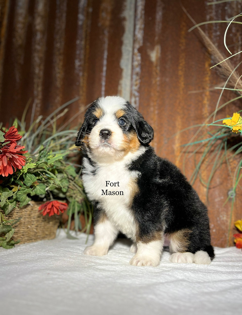 Thumbnail: Chip (Reserved)