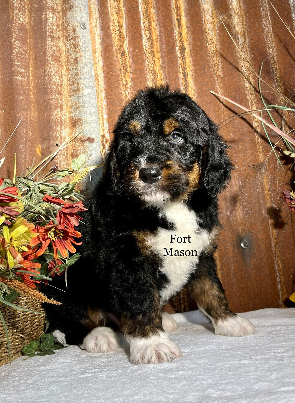 Thumbnail: Rufus (Reserved)