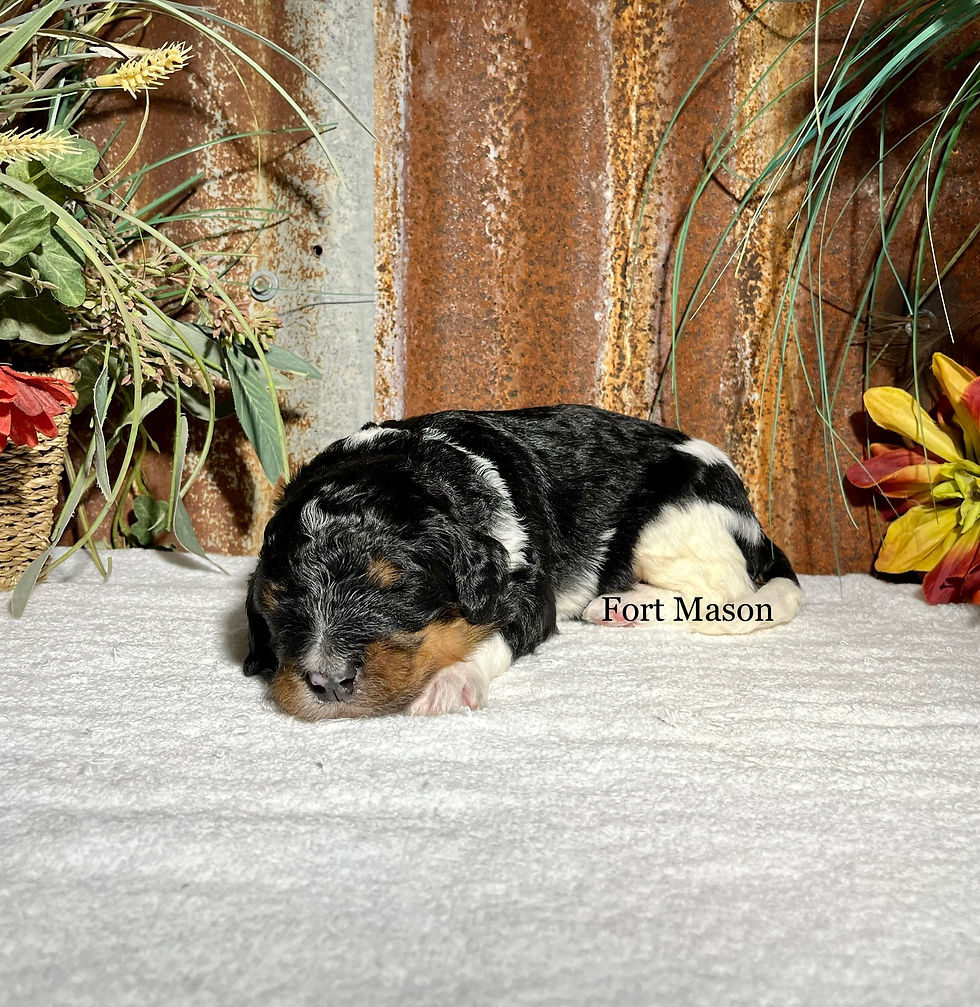 Thumbnail: Alvin (Reserved)