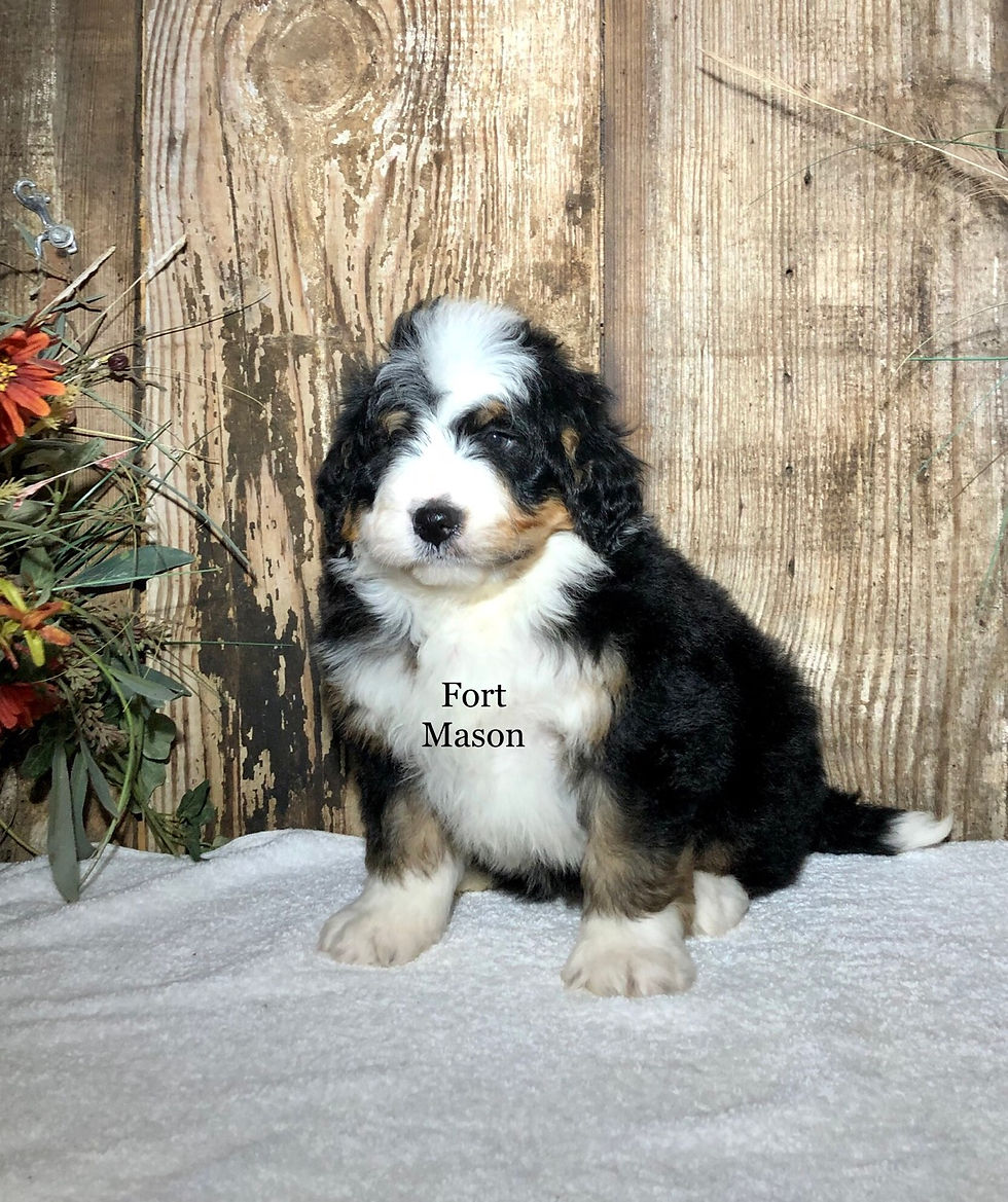 Thumbnail: Rudy (Reserved)