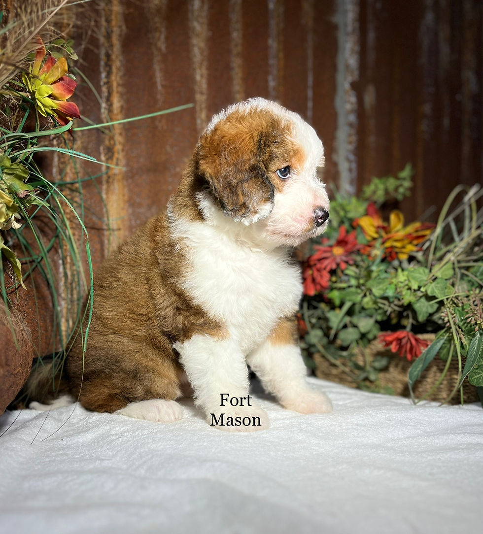 Thumbnail: Iris (Reserved)