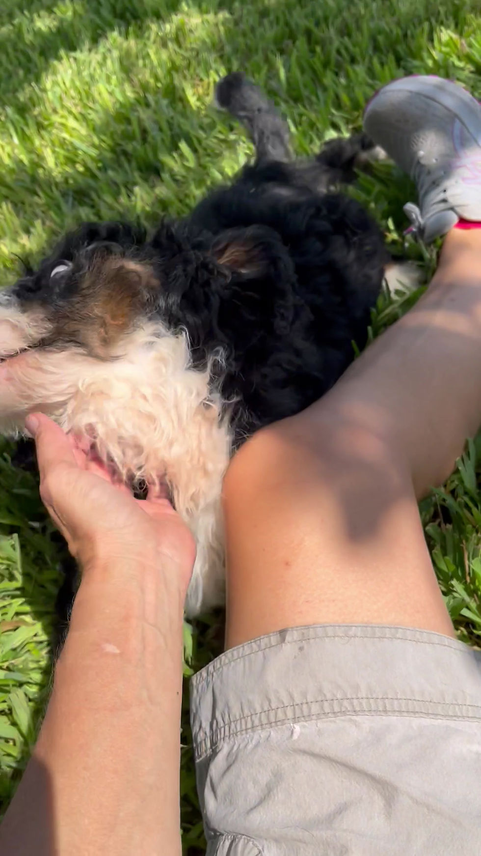 Thumbnail: Louie (Reserved)