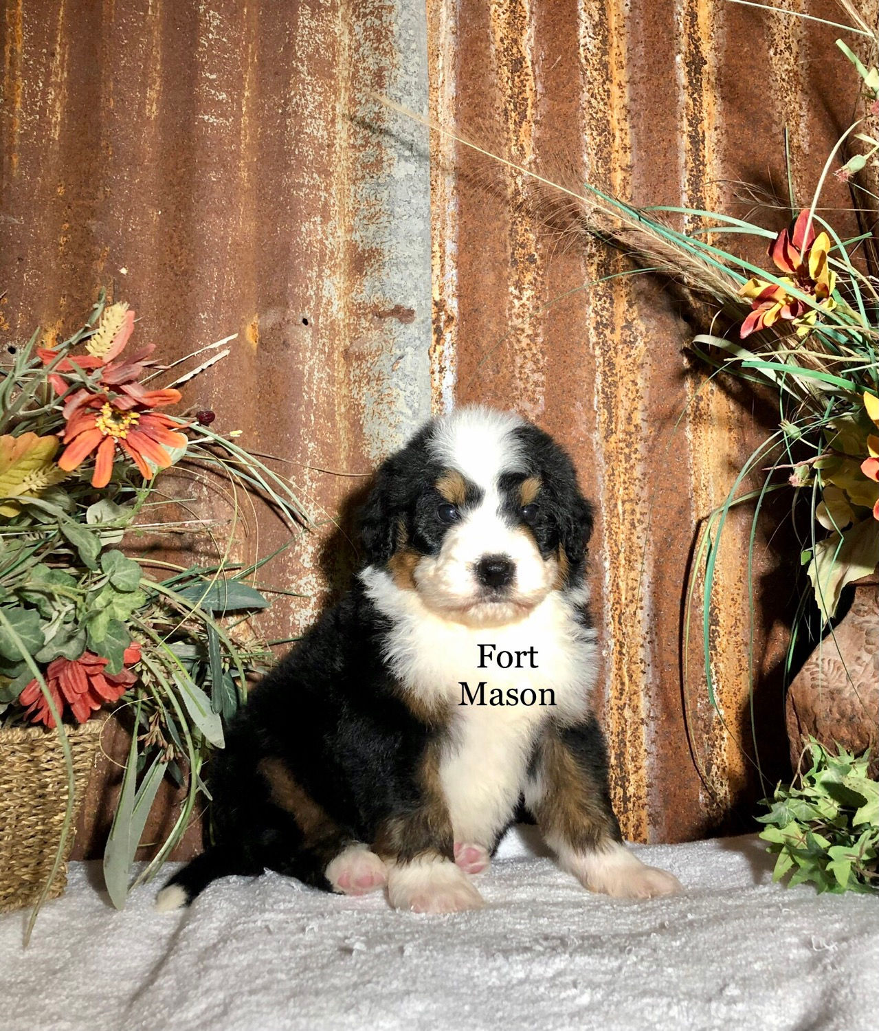 Yellowstone (Reserved)