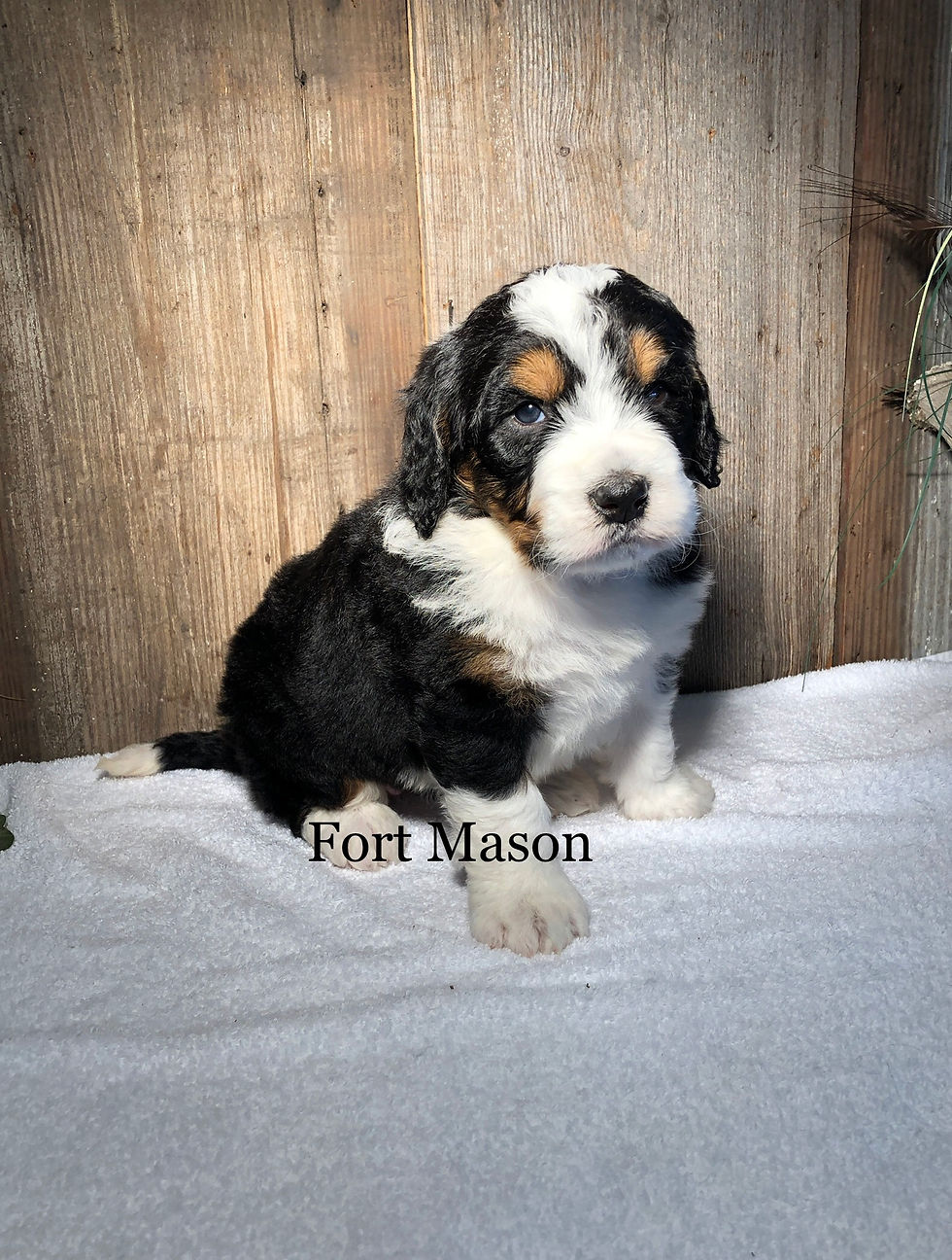 Thumbnail: Matilda (Reserved)