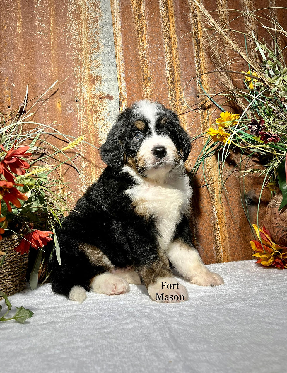 Thumbnail: Charlie (Reserved)