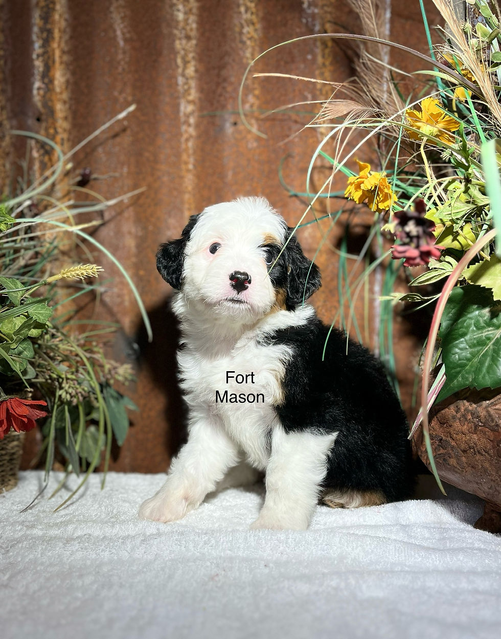 Thumbnail: Roxie (Reserved)