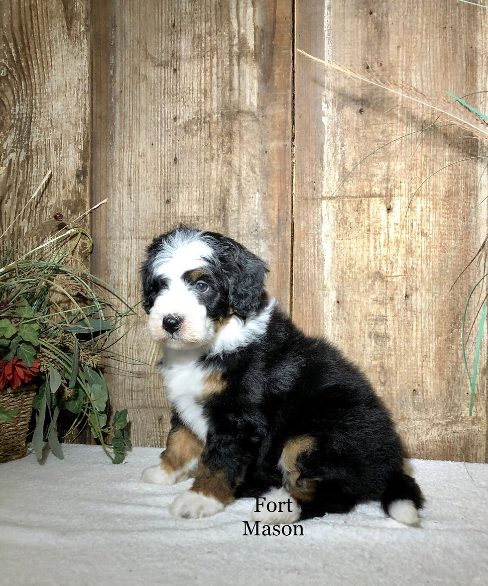 Thumbnail: Eloise (Reserved)