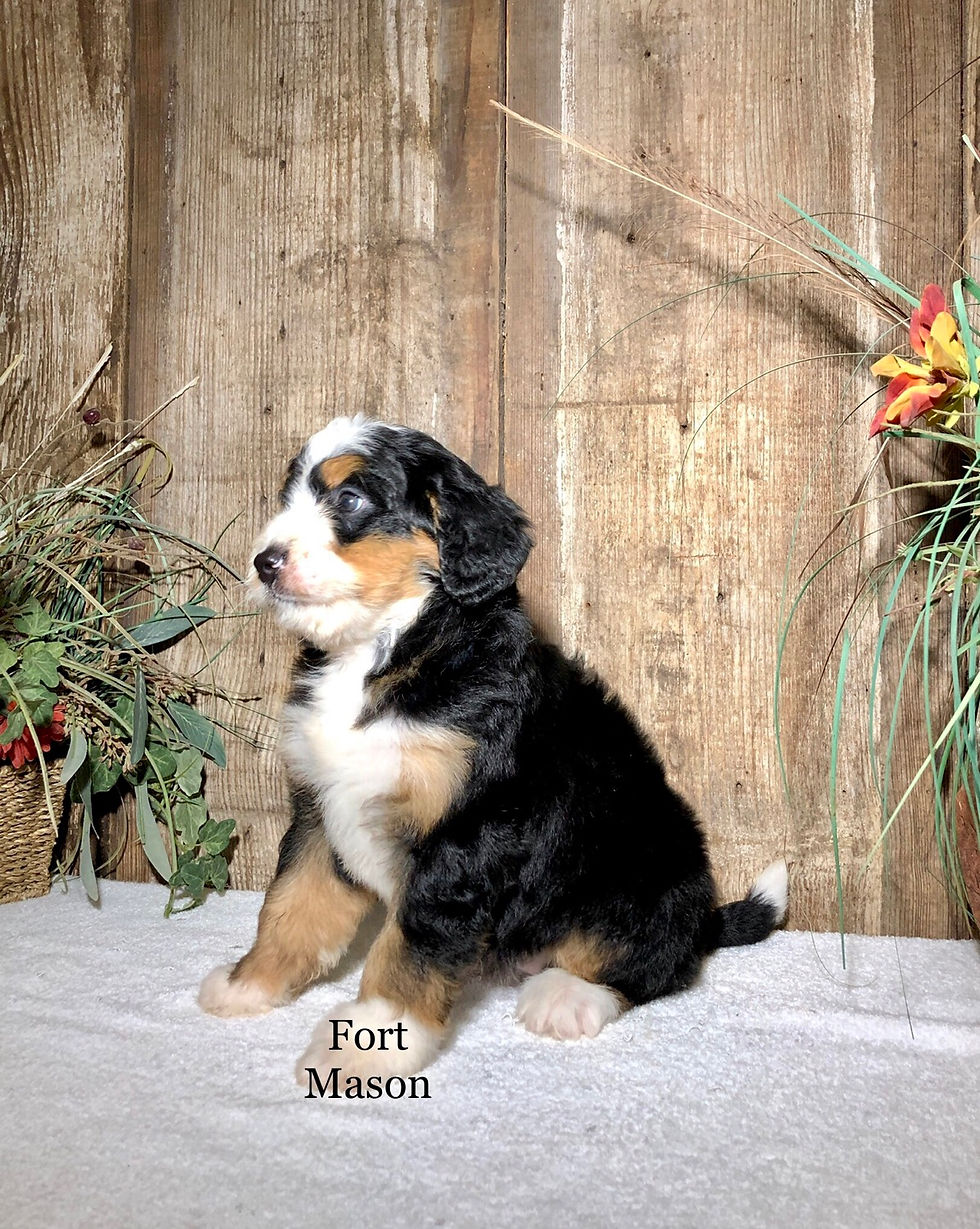 Thumbnail: Darla (Reserved)