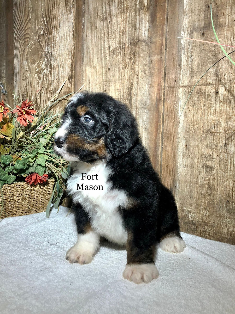 Thumbnail: Lancelot (Reserved)