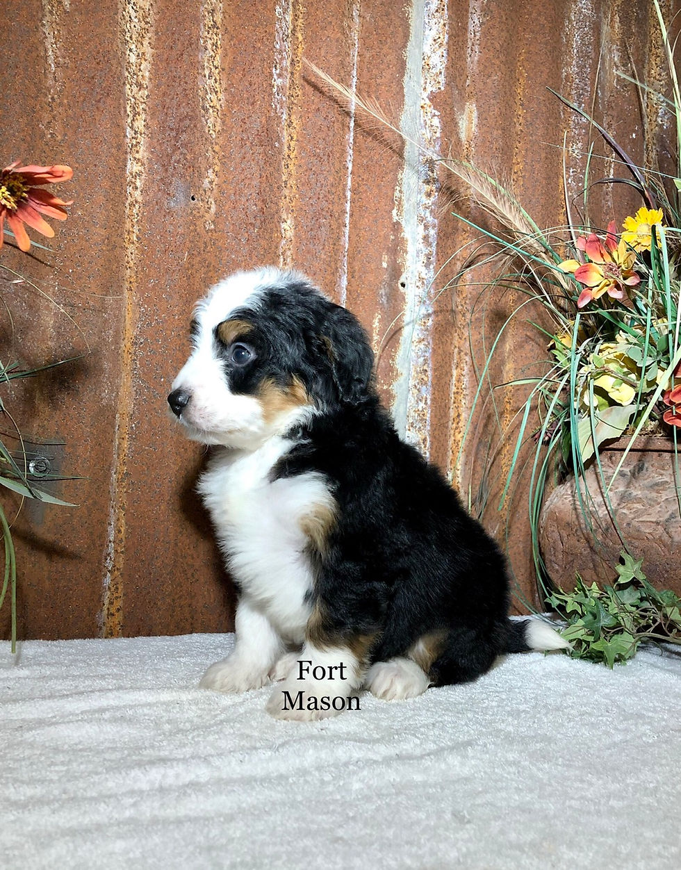 Thumbnail: Trixie (Reserved)