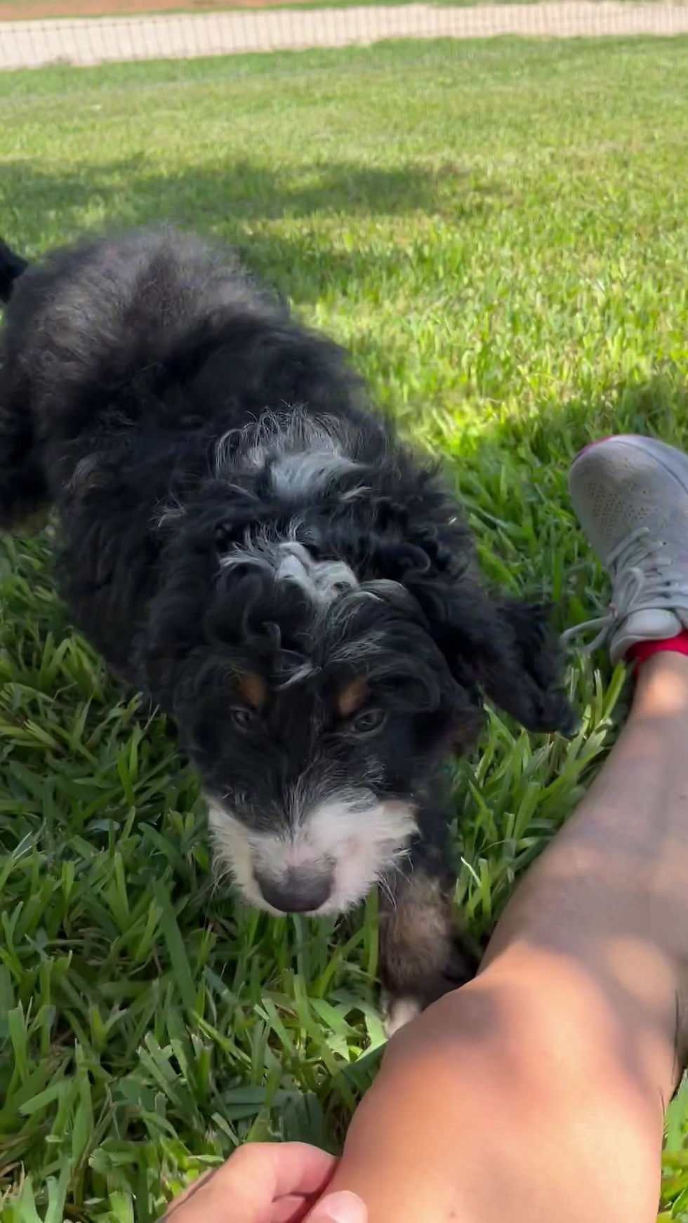 Thumbnail: Louie (Reserved)