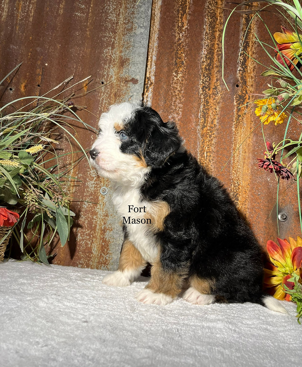 Thumbnail: Ziva (Reserved)