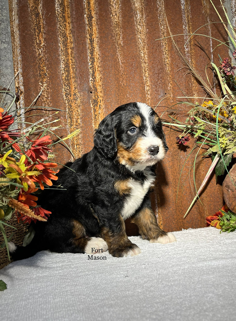 Thumbnail: Henry (Reserved)