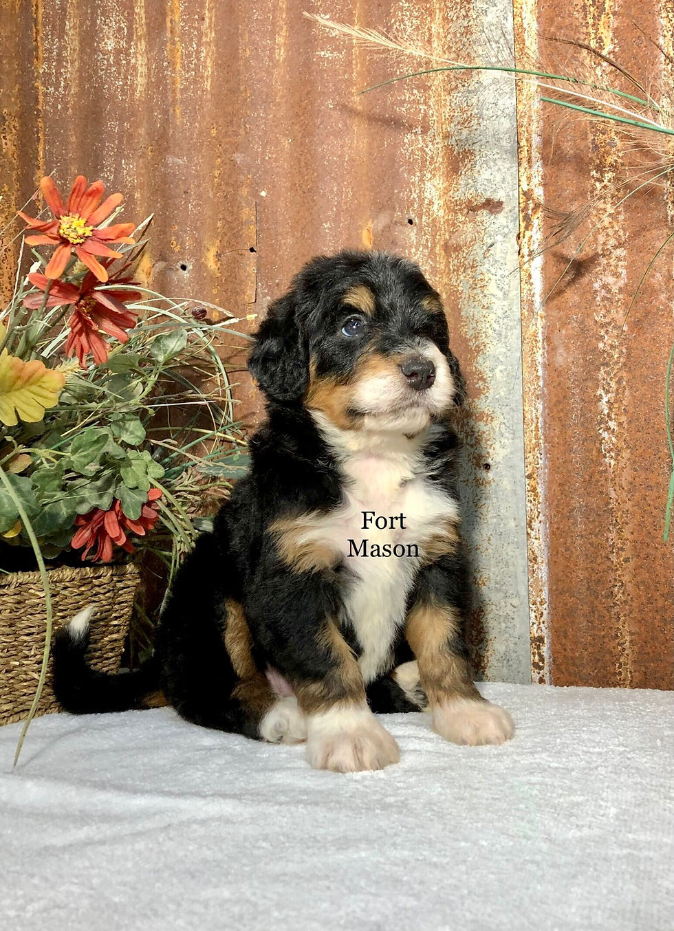 Thumbnail: Daisy (Reserved)