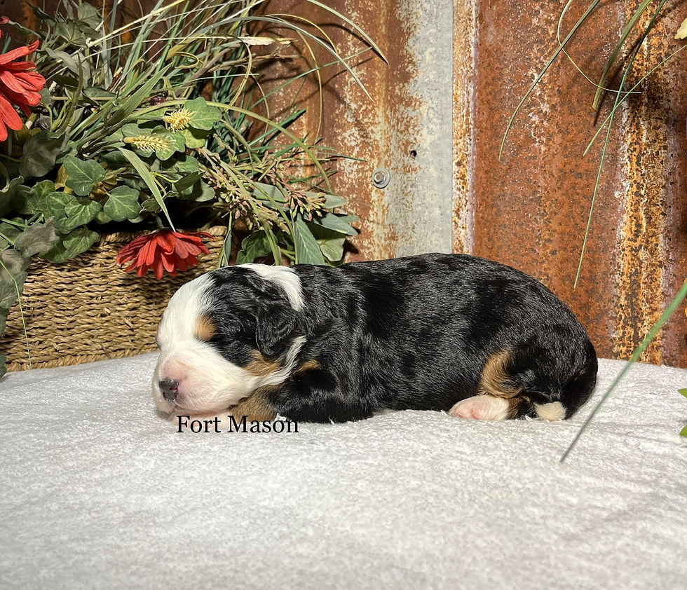 Thumbnail: Ziva (Reserved)