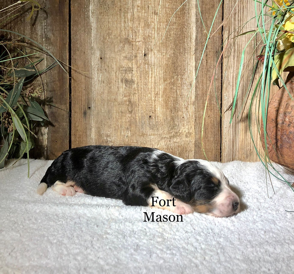 Thumbnail: Hailey (Reserved)