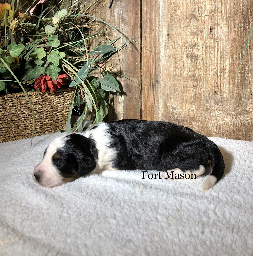 Thumbnail: Hailey (Reserved)