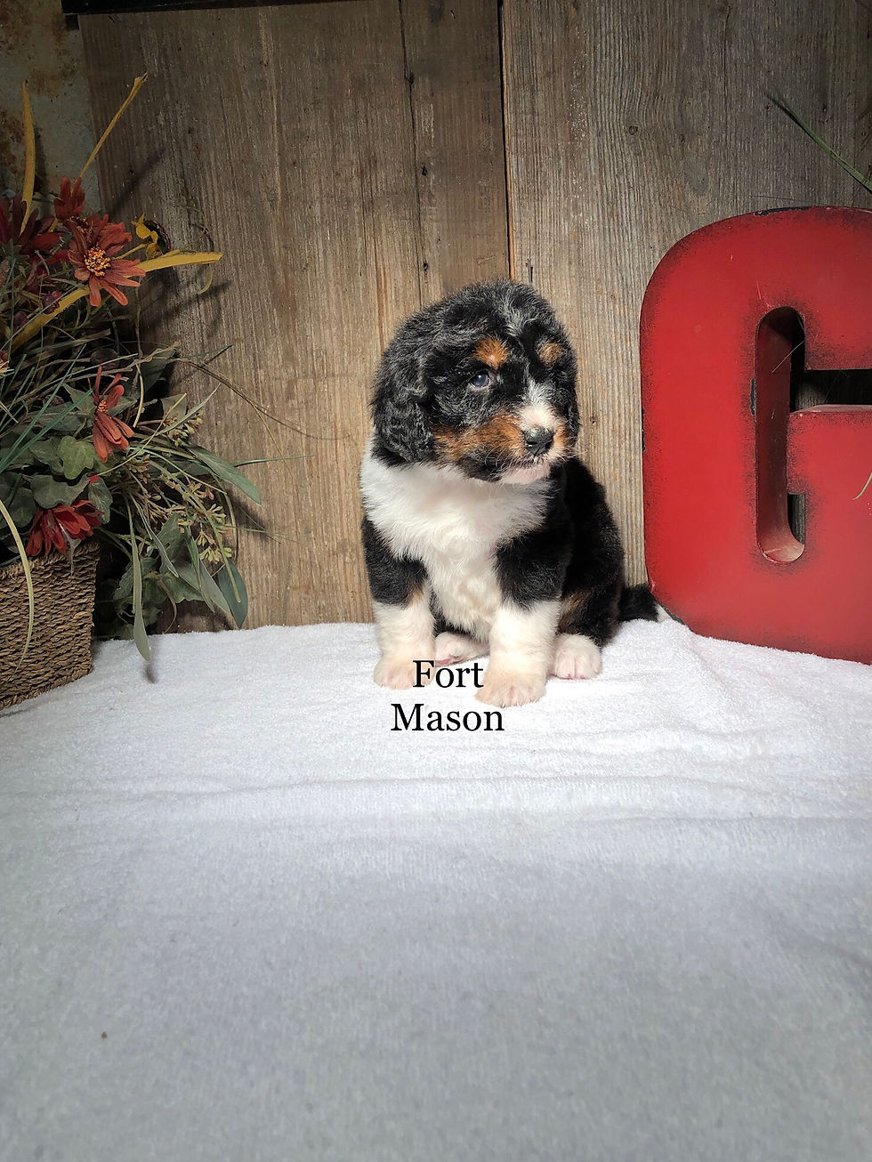 Thumbnail: Jacqueline (Reserved)