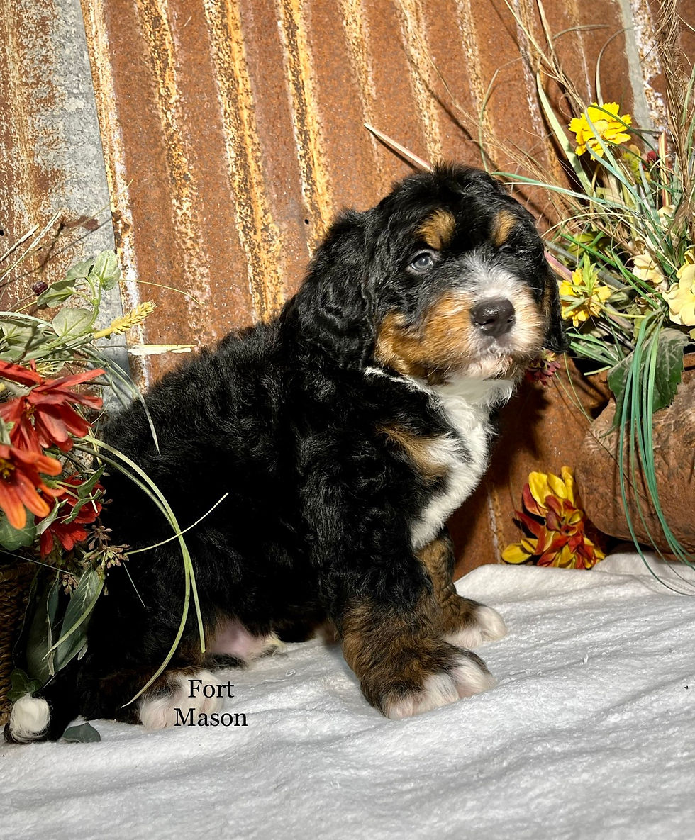Thumbnail: Rudy (Reserved)
