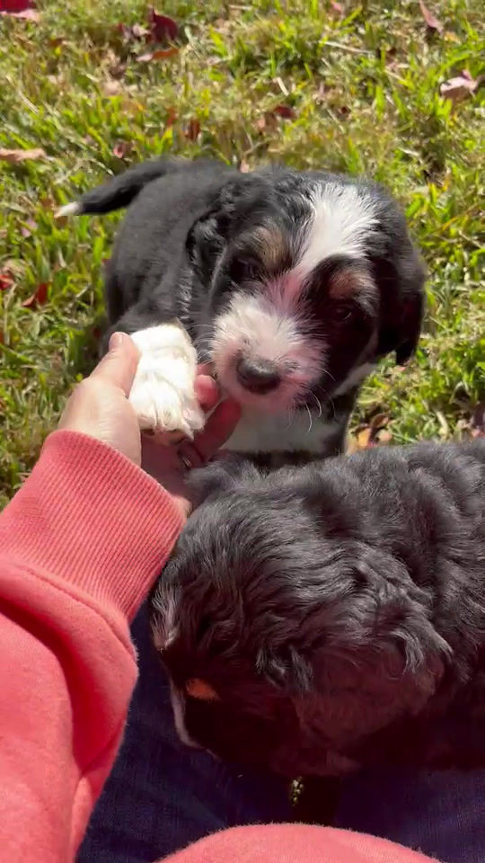 Thumbnail: Petunia (Reserved)