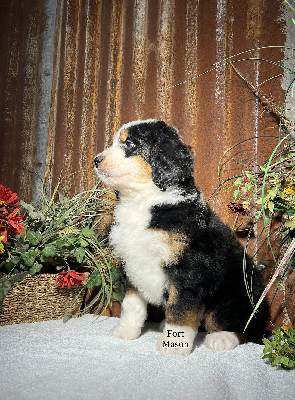 Thumbnail: Reba (Reserved)