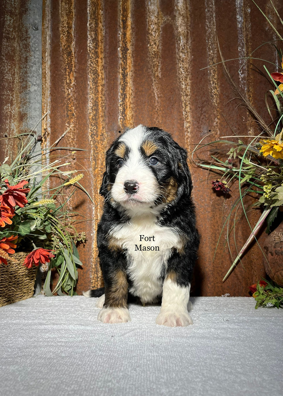 Hank (Reserved)