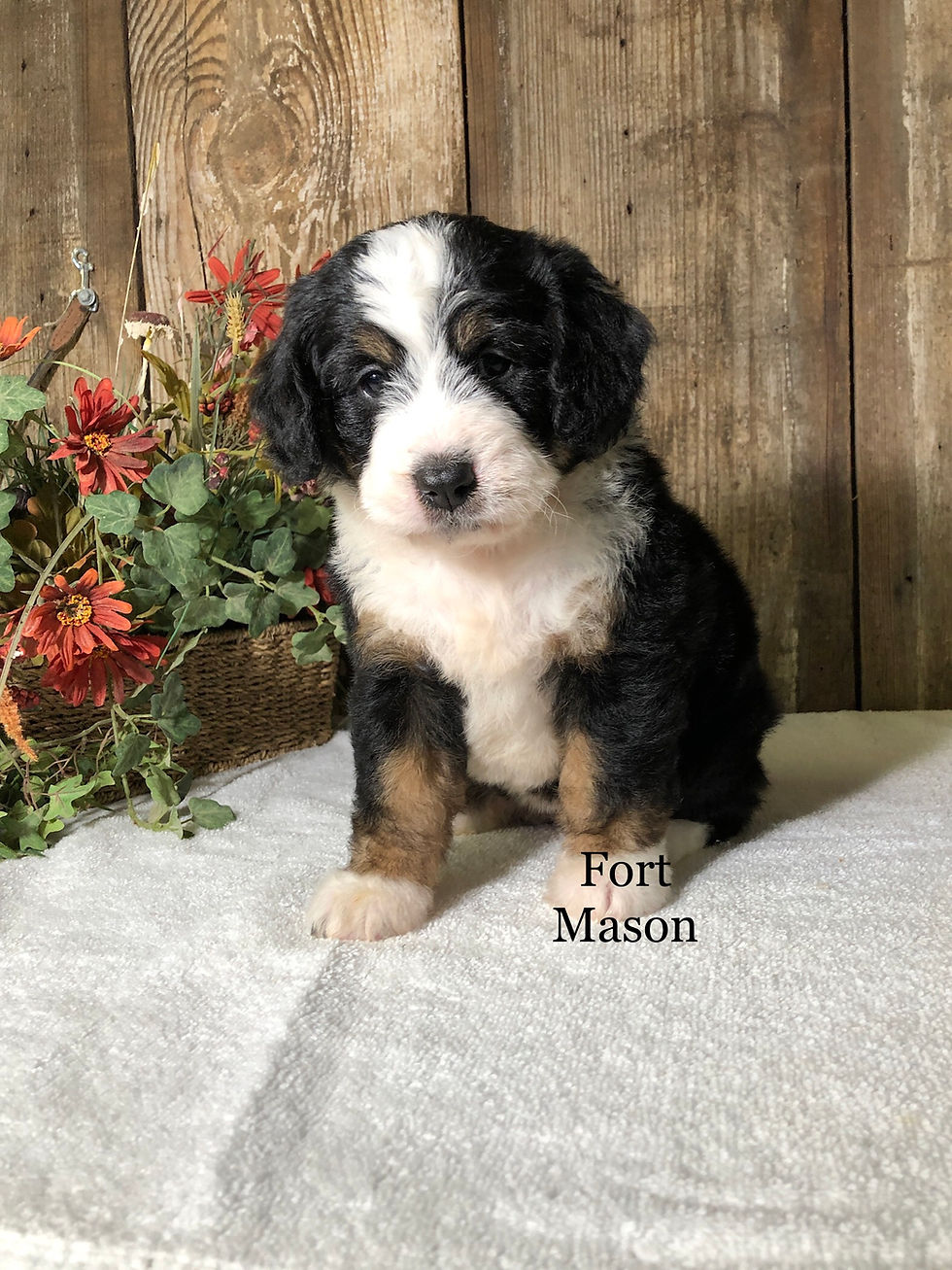 Thumbnail: Sweetie (Reserved)