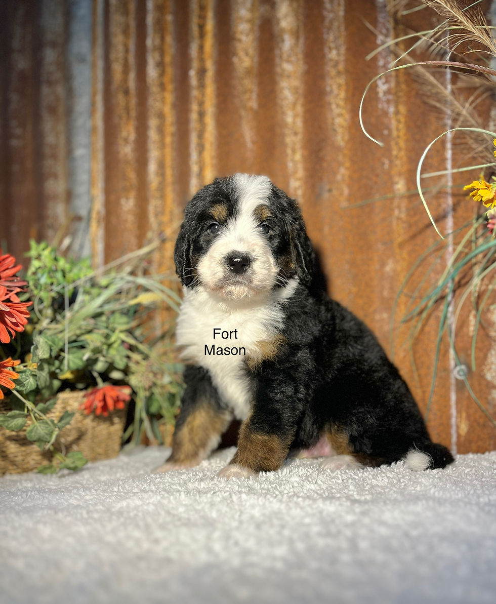Thumbnail: Valentino (Reserved)