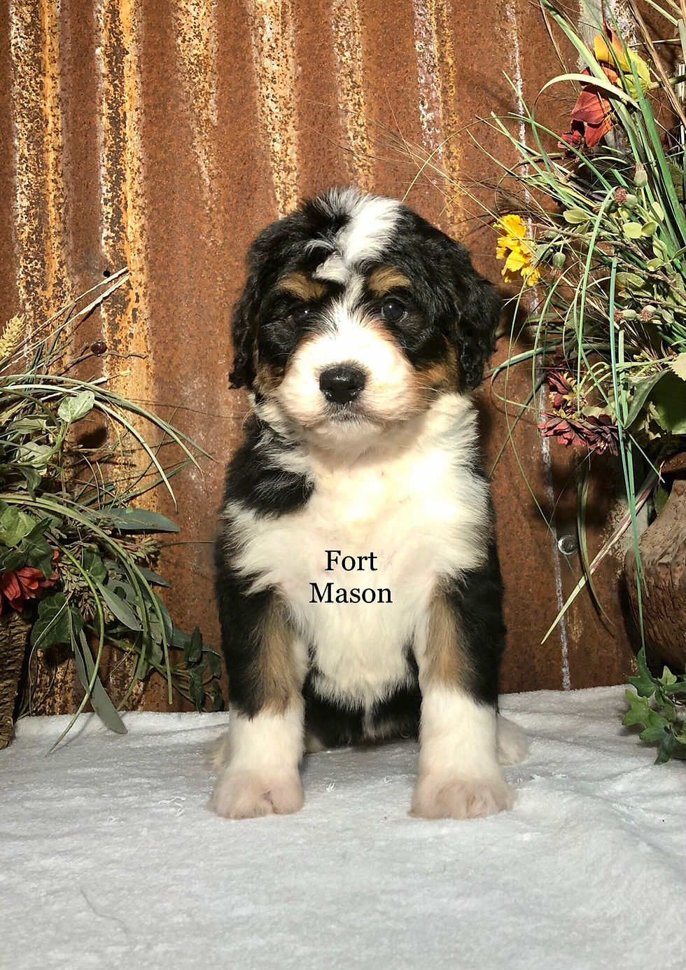 Thumbnail: Gertie (Reserved)