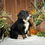 Thumbnail: Quattro (Reserved)