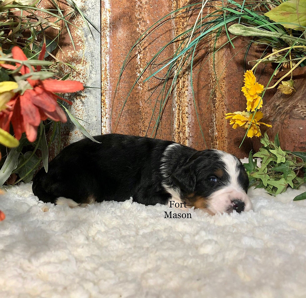 Thumbnail: Marley (Reserved)