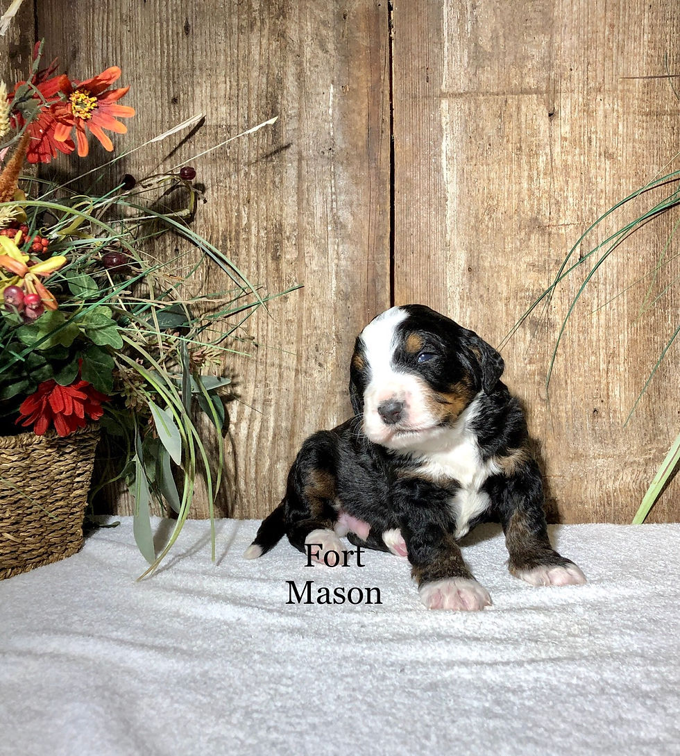 Thumbnail: Alvin (Reserved)