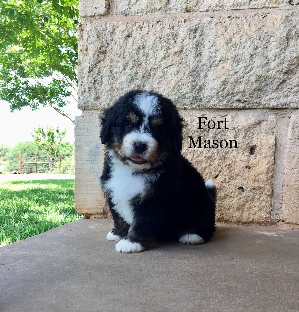 Thumbnail: Elvis (Reserved)
