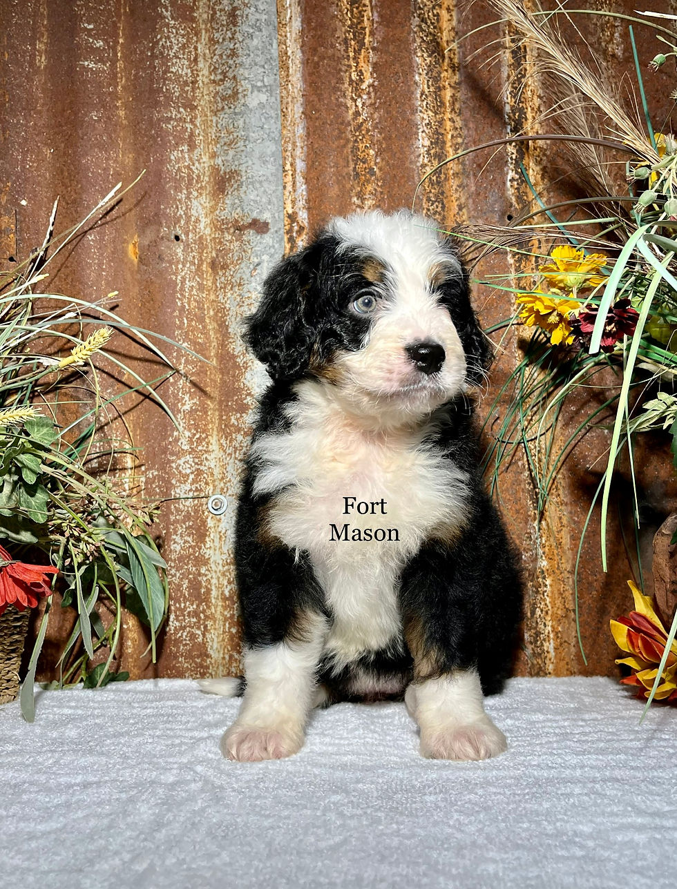 Thumbnail: Callie (Reserved)