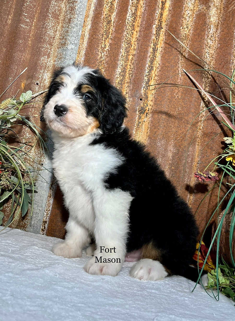 Thumbnail: Sherman (Reserved)