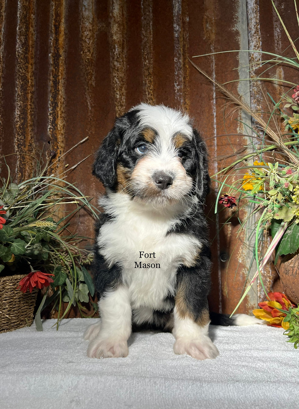 Thumbnail: Roxy (Reserved)