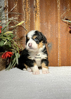 Ivy | ftmason-bernedoodles