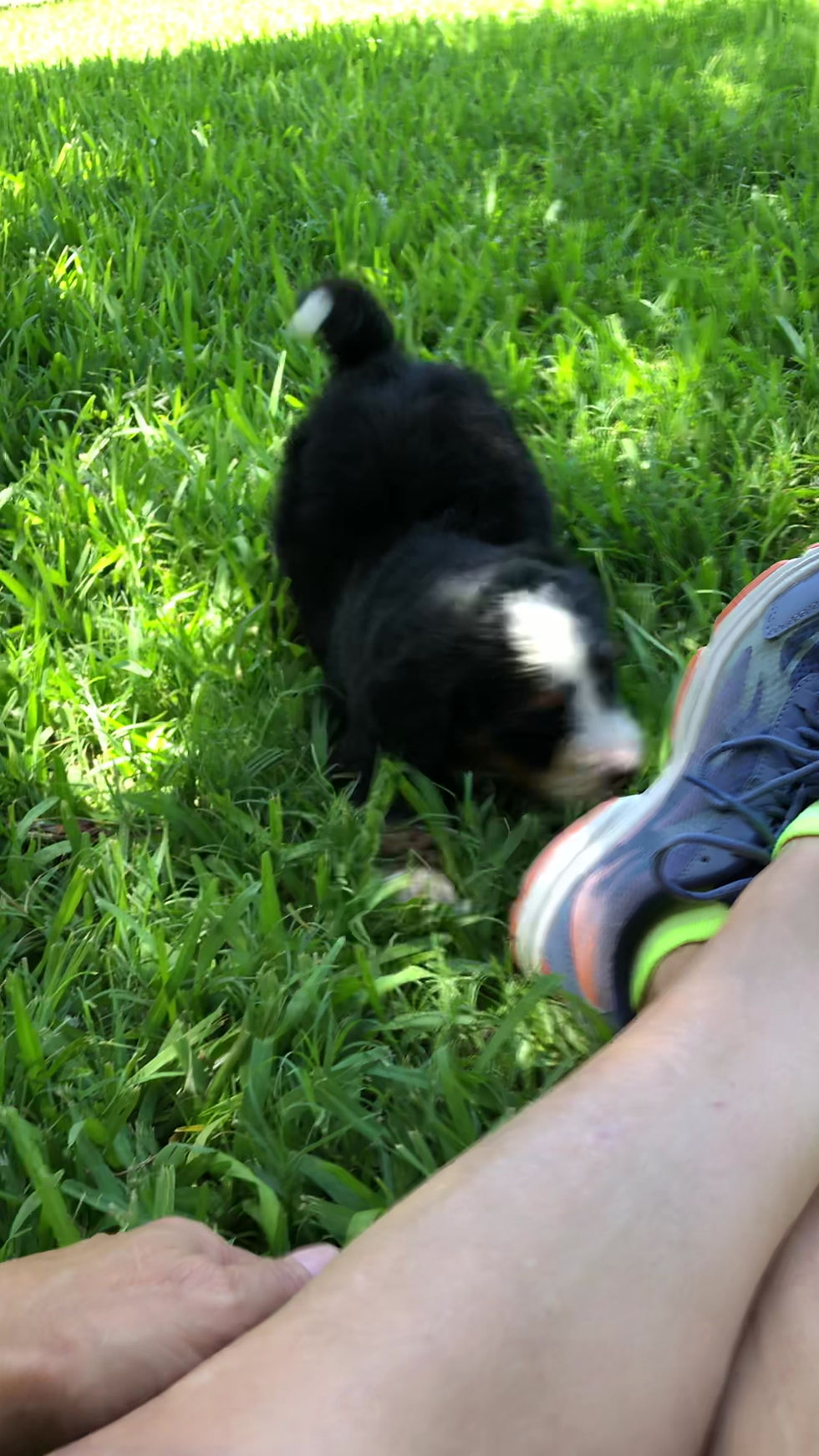 Thumbnail: Dougie (Reserved)