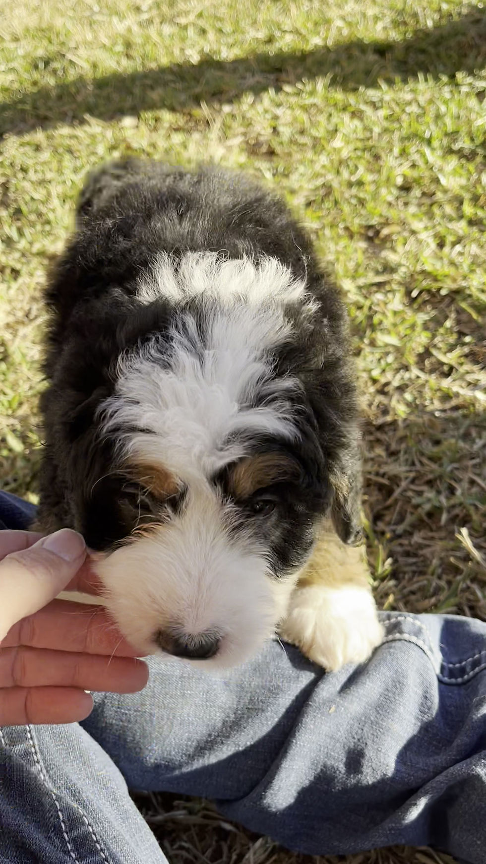 Thumbnail: Virgil (Reserved)
