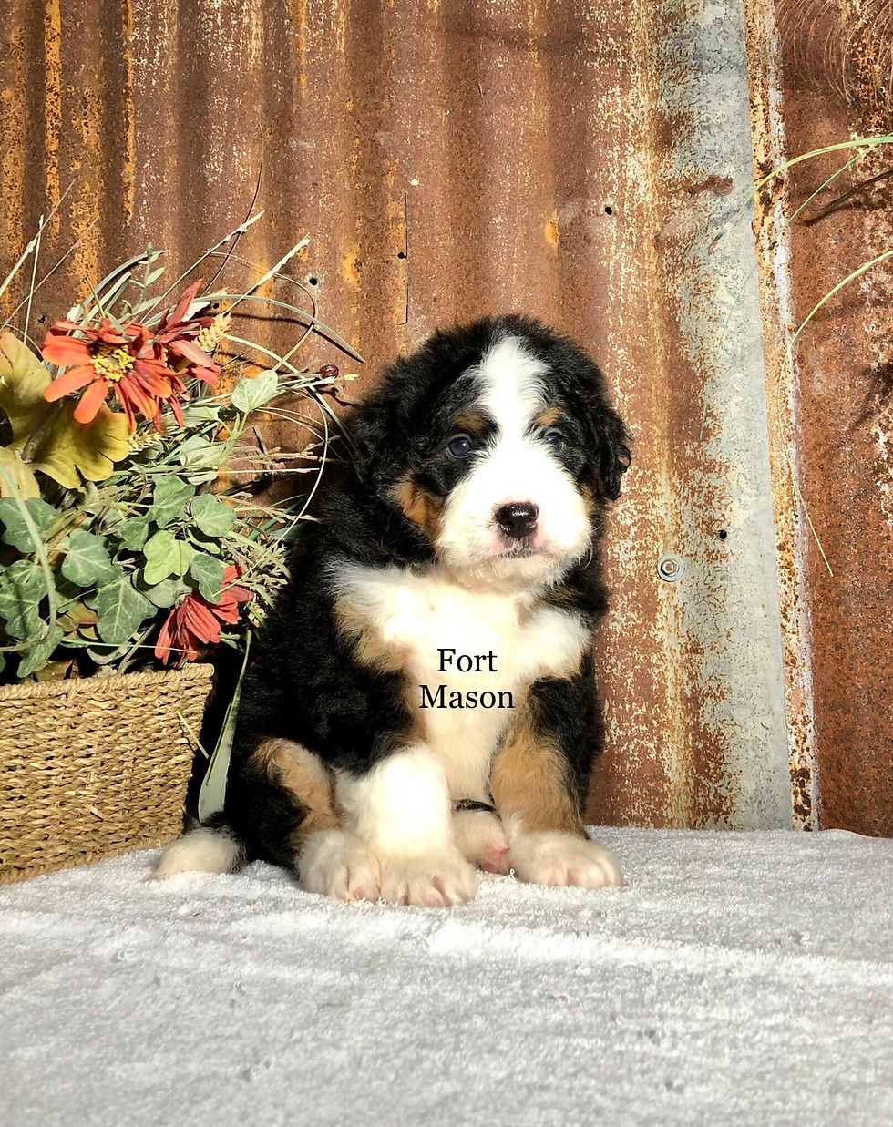Thumbnail: Bonnie (Reserved)